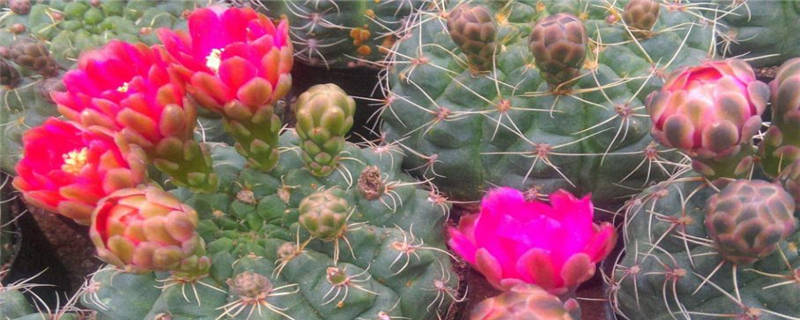 绯花玉怎么施肥