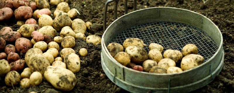 种植马铃薯注意事项
