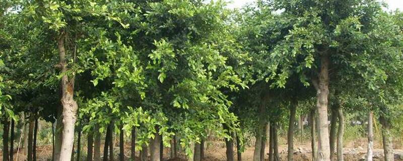 小叶榕树什么时候嫁接