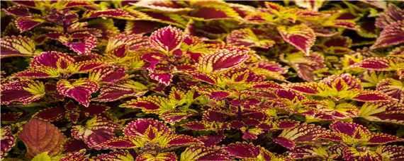 最有效催芽方法紫苏种子