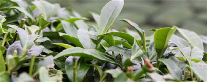 雷波产什么茶