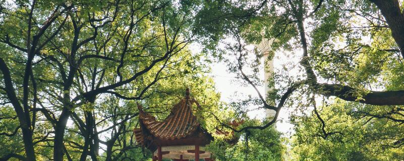 香樟树种植注意事项