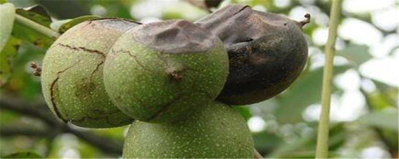 核桃树黑腐病打什么药