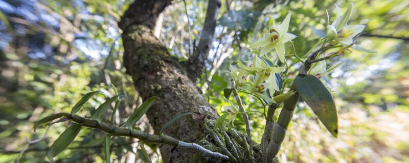 石斛生长在哪里