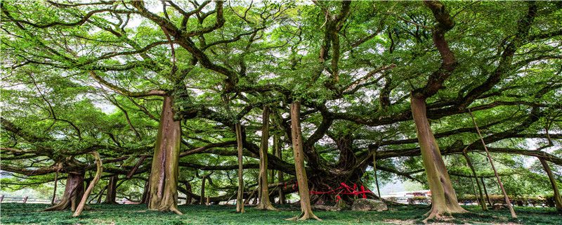 大榕树的特点有哪些