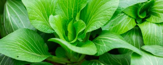 蔬菜叶面肥有哪些