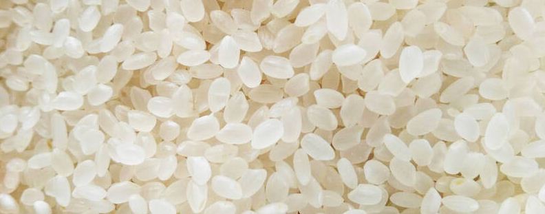 大米粒是果实还是种子