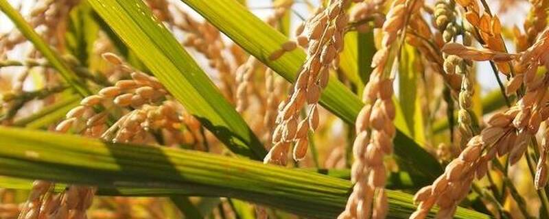 我国哪个省粮食产量高