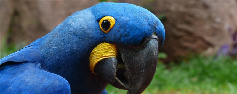 鹦鹉不吃东西怎么办