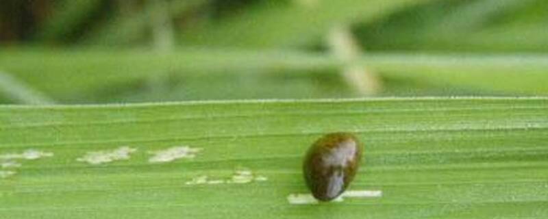 防治负泥虫用什么药