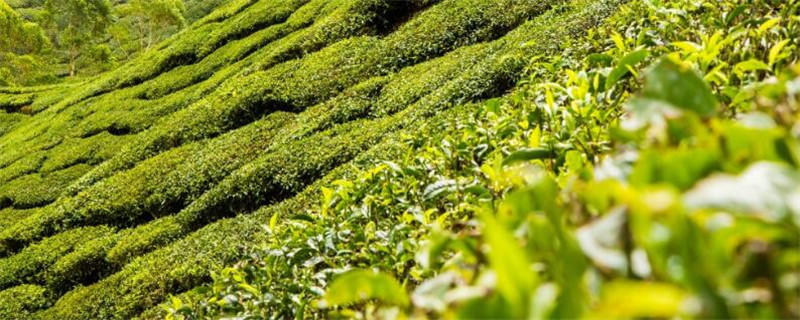昆明产什么茶