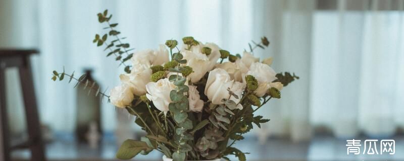 白玫瑰种植注意事项