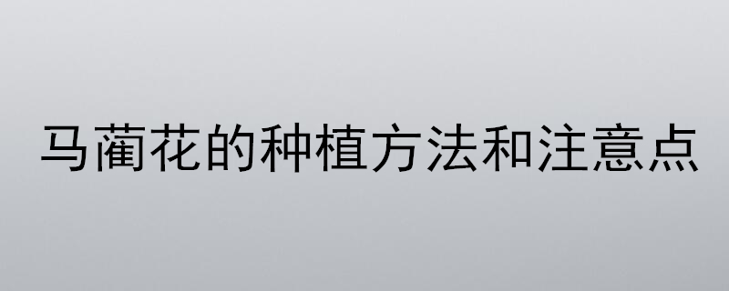 马蔺花的种植方法和注意点