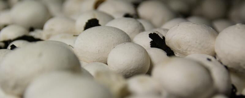 蘑菇种植技术注意事项