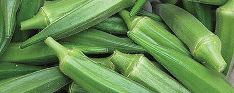 哪个秋葵种产量高