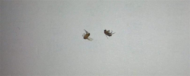 猫跳蚤害怕什么气味