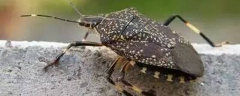 臭屁虫用什么药防治