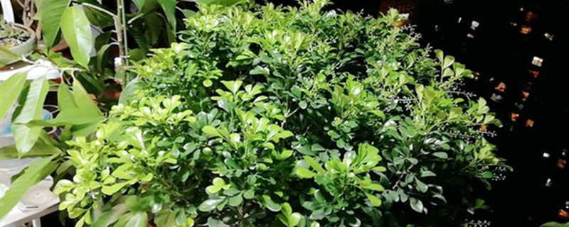 米兰的种植注意事项