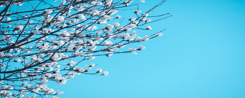 白玉兰花种植注意事项