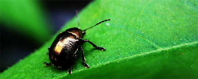 金龟子用什么农药