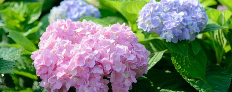 种植绣球花注意事项