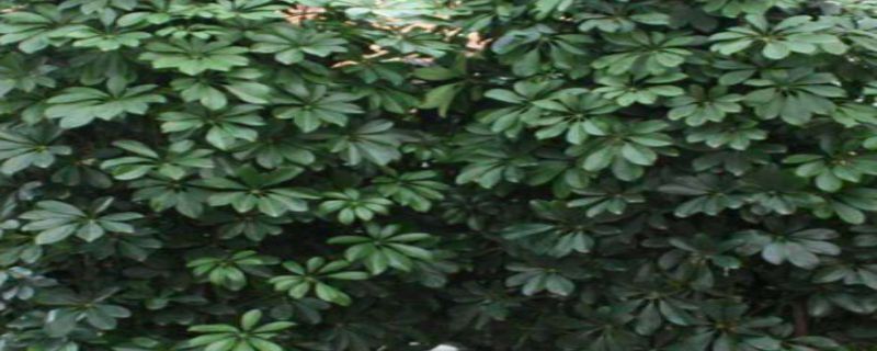 八方来财种植注意事项