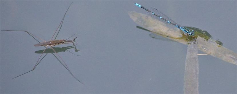 水黾是害虫还是益虫