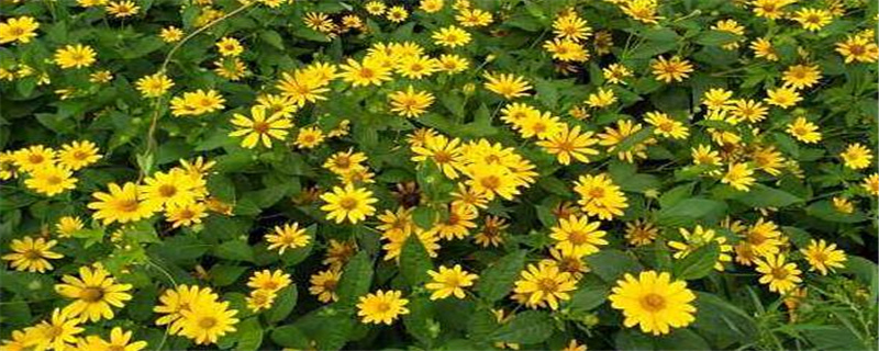 山菊花的特点是什么