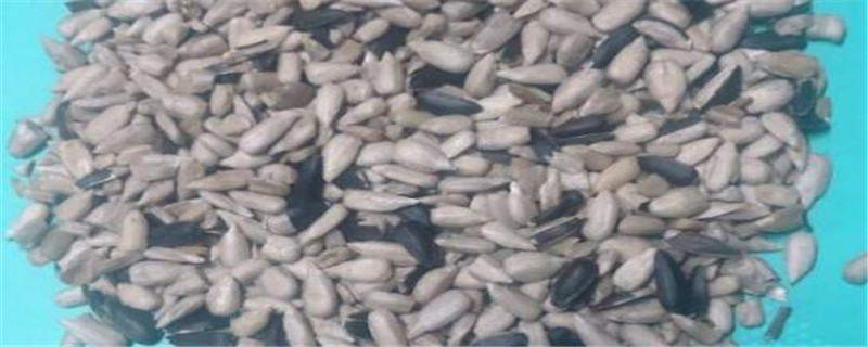 油葵种植技术和产量