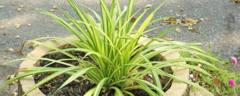 吊兰的种植和注意事项