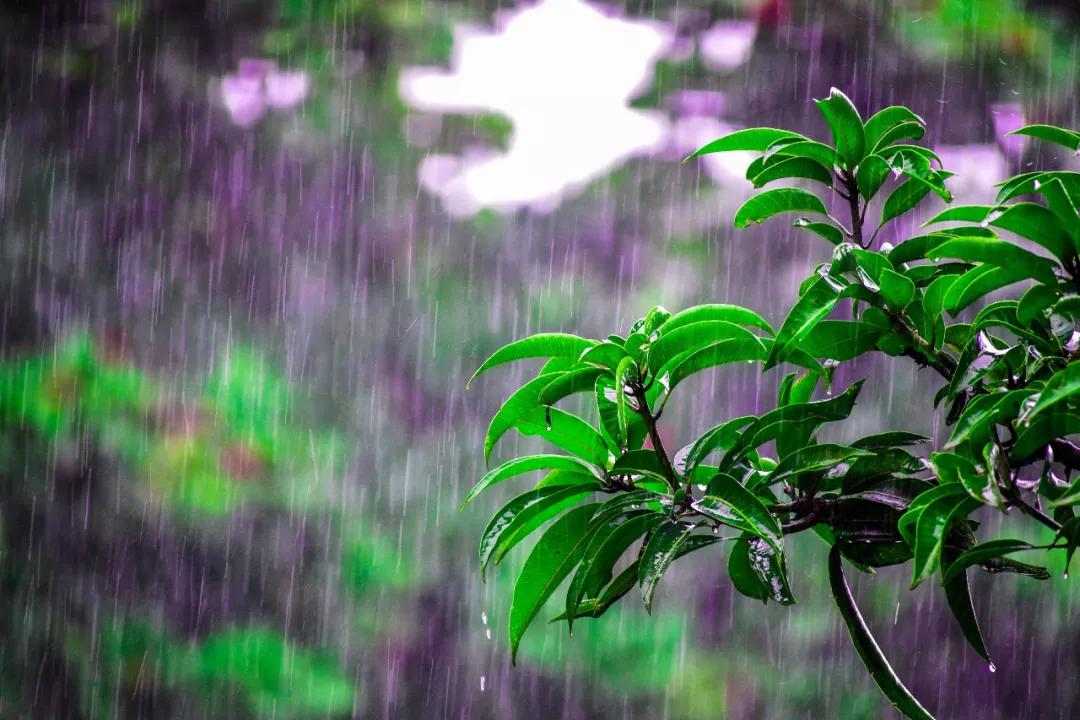 谷雨节气的农事管理要点指南