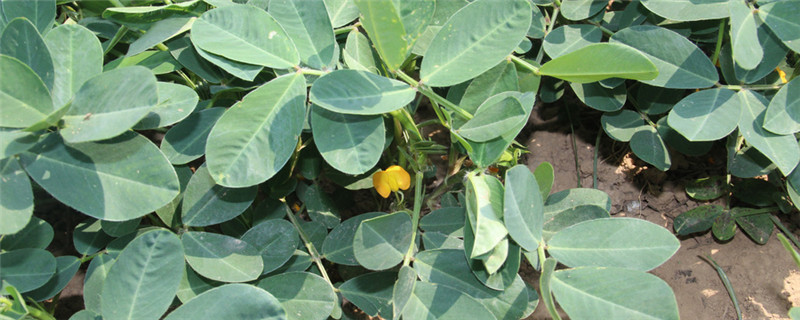 花生苗期打什么药