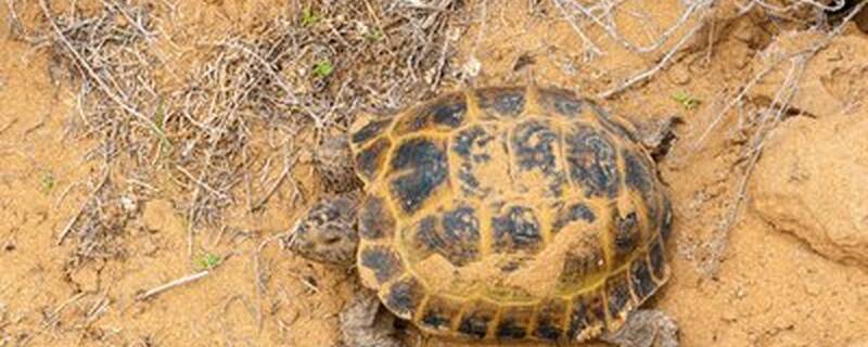 陆龟和什么混养