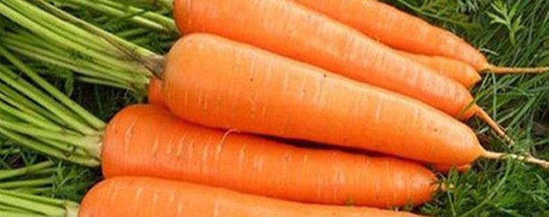 胡萝卜种植注意事项