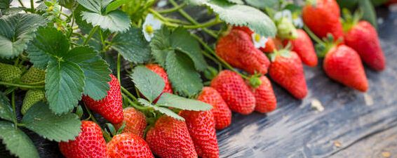 草莓籽催芽方法