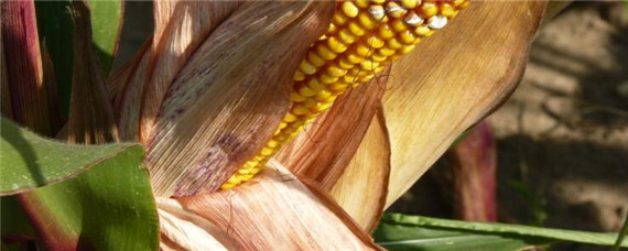 士海916玉米种介绍