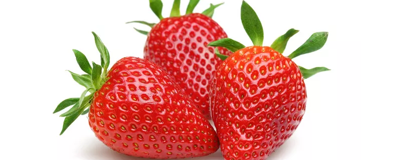 草莓的种子长在哪里