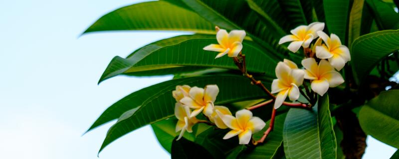 鸡蛋花种植注意事项