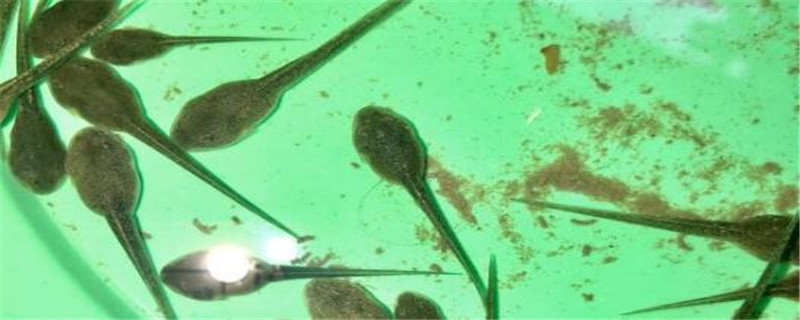 蝌蚪吃什么饲料?