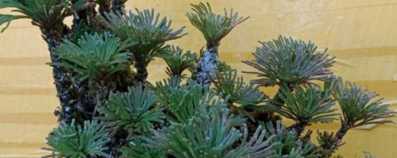 贯众和卷柏是什么植物