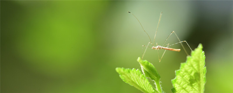 用什么农药灭蚊子