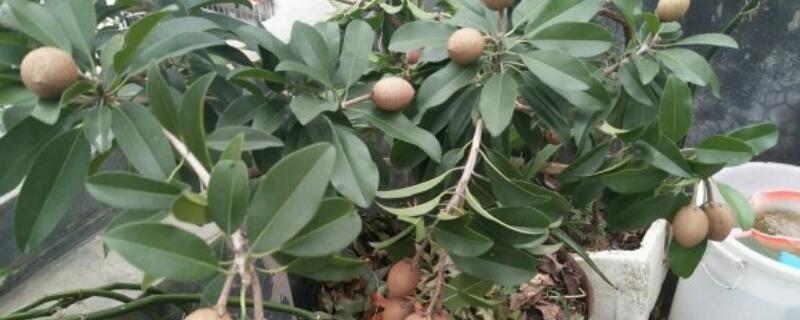 人心果怎么施肥