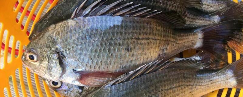 黄立鱼是海鱼吗