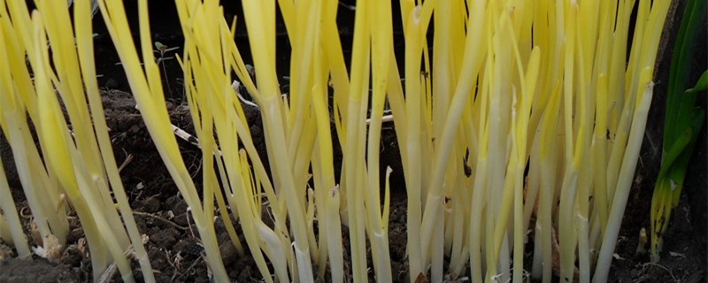 韭黄种植方法