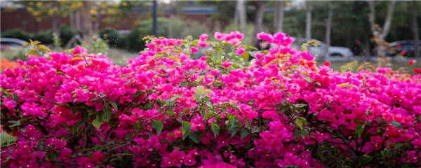 常见的常绿灌木有哪些