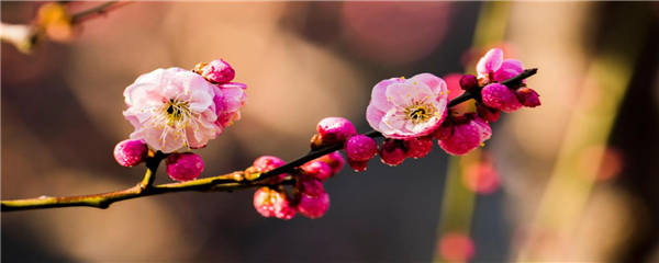 中国十大名花分别是哪些