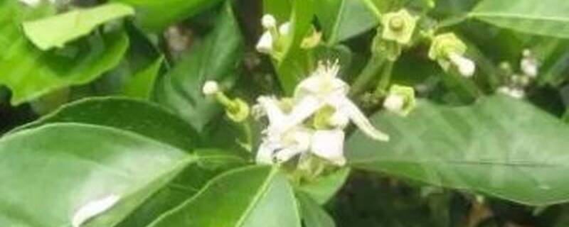 脐橙木虱最怕什么植物