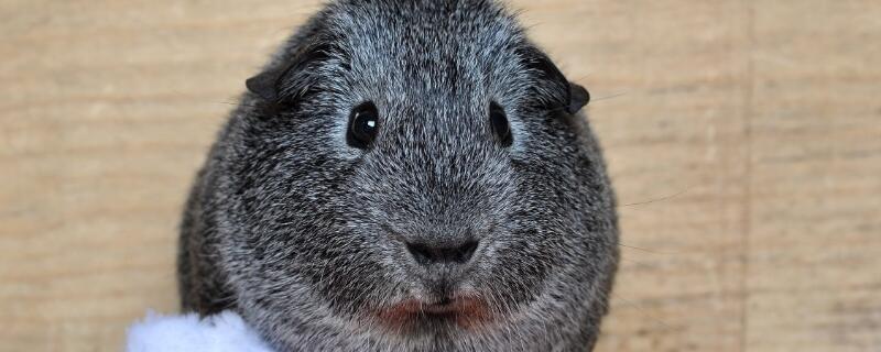 老鼠兔养殖技术