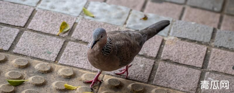斑鸠怎么过冬的