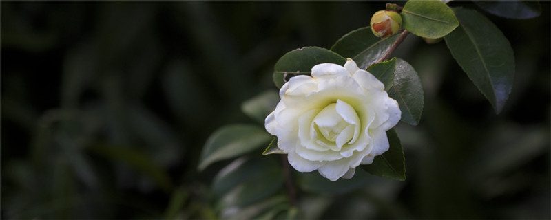 山茶种植方法注意事项